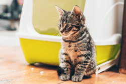 Lyra Pet