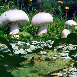 Malama Mushrooms