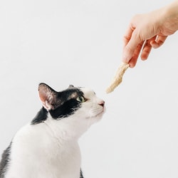 Meow Servant