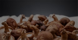 Mushroom Matrix