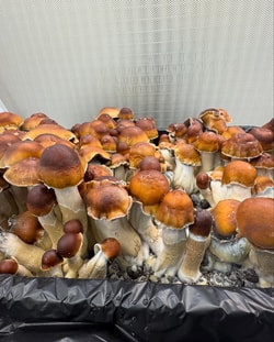 Mushroom Spawn Store
