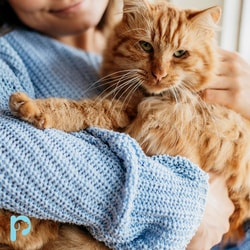 My Pet Sensitivity