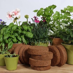 My Vegetable Garden
