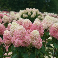 Nature Hills Nursery