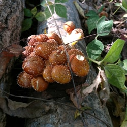 North Spore