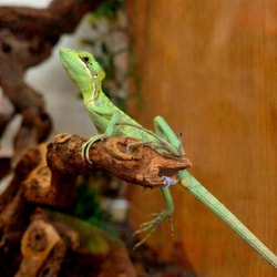 Northampton Reptile Centre