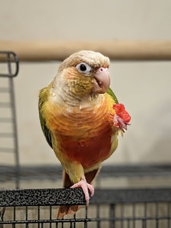 Northern Parrots