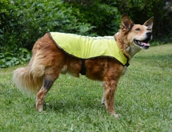 OllyDog