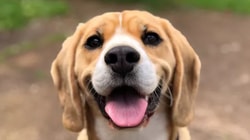 Online Honden Speciaalzaak