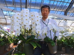 Orchid Fan