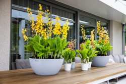 Orchideen Shop