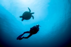 PADI
