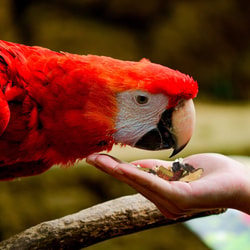 Parrot Essentials