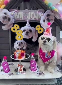 PartyAnimal