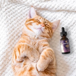 Paw CBD