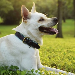 PawFurEver