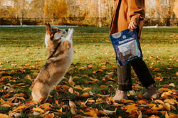Pawstruck