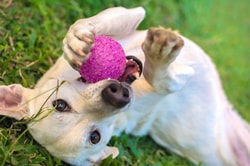 Pet Drugs Online