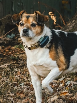 PetLink