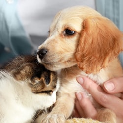 Petness