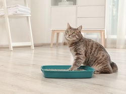 PetPost