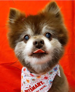 PetSmart