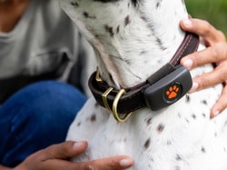 PitPat