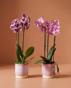Plant Warehouse