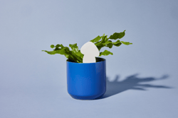 PlantDoc