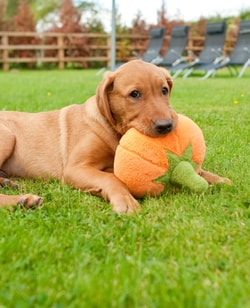 Play Pet Brands
