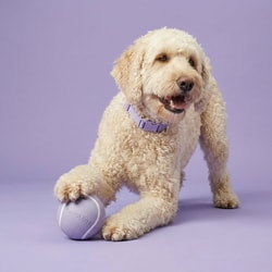 Playology Pets