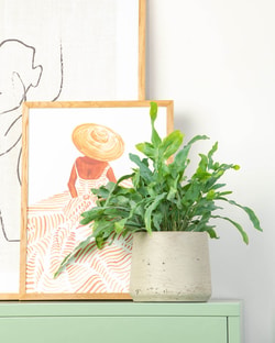 Prickle Plants