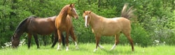 Procavallo