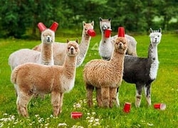 Purely Alpaca