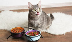 Purinashop