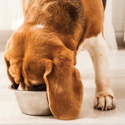 Raw Paws Pet Food