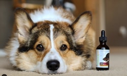RestoraPet
