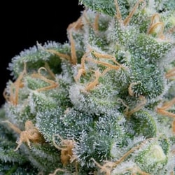 Royal Queen Seeds