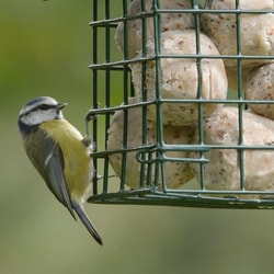 RSPB Shop