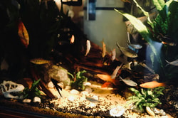 Saltwater Fish