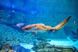 SeaWorld