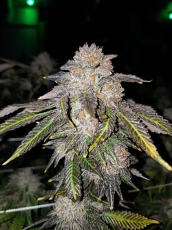Seeds & Clones