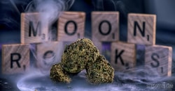 Sensi Seeds