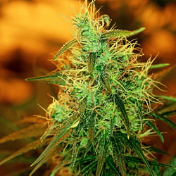 Sensi Seeds