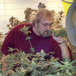 Sensi Seeds
