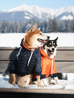 Shiba & Co