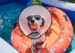 Spot Pet Insurance