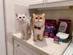 Stella & Chewy's