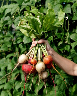Territorial Seed