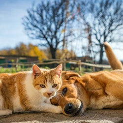The Animal Rescue Site